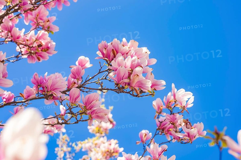 Pink magnolia blossoms unfold against a clear spring sky, Bregenz, Austria