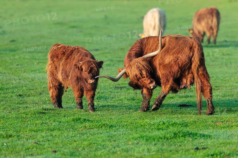 On a sunny morning, a Highland calf (Bos primigenius taurus) and his mother stand in a green pasture at the edge of the forest. Bavaria, Germany
