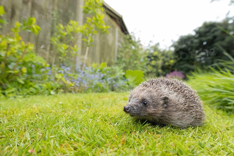 European hedgehog (Erinaceus europaeus) adult animal on a garden grass lawn, England, United Kingdom
