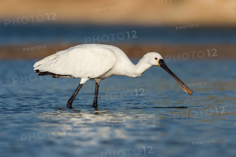 Eurasian Spoonbill (Platalea leucorodia) foraging, Eilat, Israel