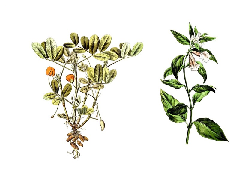Peanut, Arachis hypogaea (left) and sesame, Sesamum indicum, Sesamum orientale, school illustration, illustration, reproduction of a 19th-century original. School picture, wall hanging, authentic, file restored for optimal use, exact date of the original unknown, historical