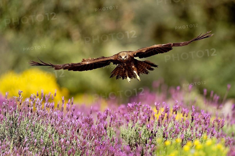 Black kite (Milvus migrans) flying over maquis with crested lavender (Lavendula stoechs) and broom, Castilla-La Mancha, Spain