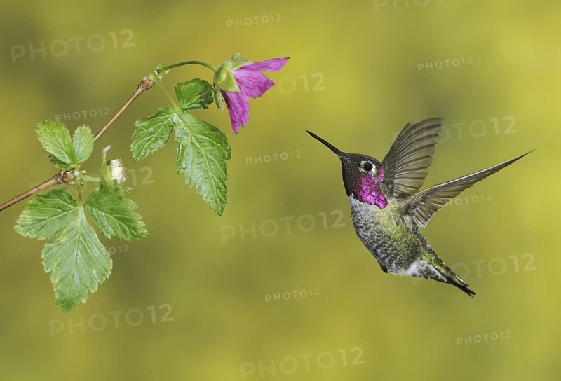 Anna's Hummingbird (Calypte anna), British Columbia, Canada