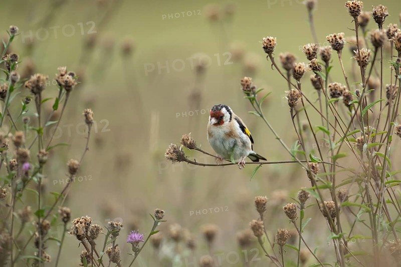 European goldfinch (Carduelis carduelis) adult bird on the stem of a Knapweed plant with seed heads, England, United Kingdom