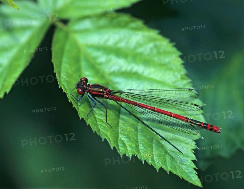 Adonis dragonfly, early Adonis dragonfly, large red damselfly, Pyrrhosoma nymphula, damselflies, dragonflies, insects, leo, dragonflies, odonata, zygoptera