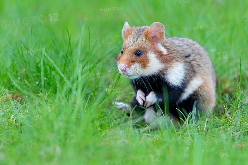 Field hamster, (Cricetus cricetus), animals, mammals, hamster, rodent, subfamily of hamsters, biotope, habitat, foraging, Franz-Josef-Spital, Vienna, Rudolfsheim-Fünfhaus, Vienna, Austria