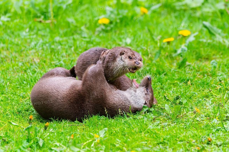 Eurasian otter (Lutra lutra) playing with each other in the grass, Bavaria, Germany