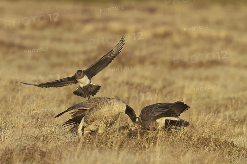 Parasitic Jaeger (Stercorarius parasiticus) flying, Manitoba, Canada