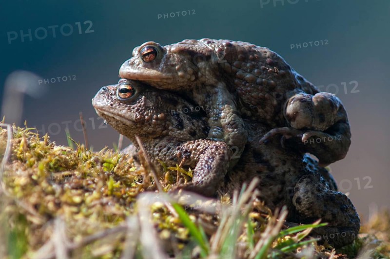 Bufo bufo, common toad, toad, amphibians, amphibians, amphibian migration, female, spawning migration, amphibians, male, mating, female