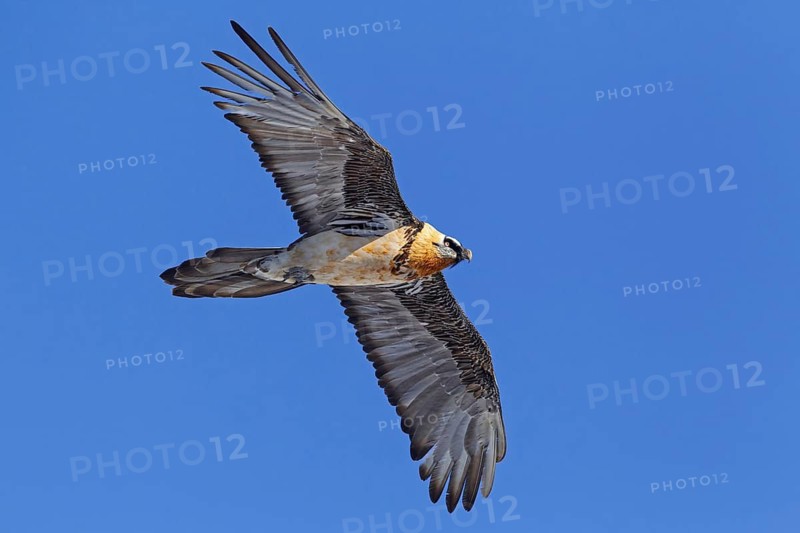 Bearded Vulture (Gypaetus barbatus) flying, Valais, Switzerland