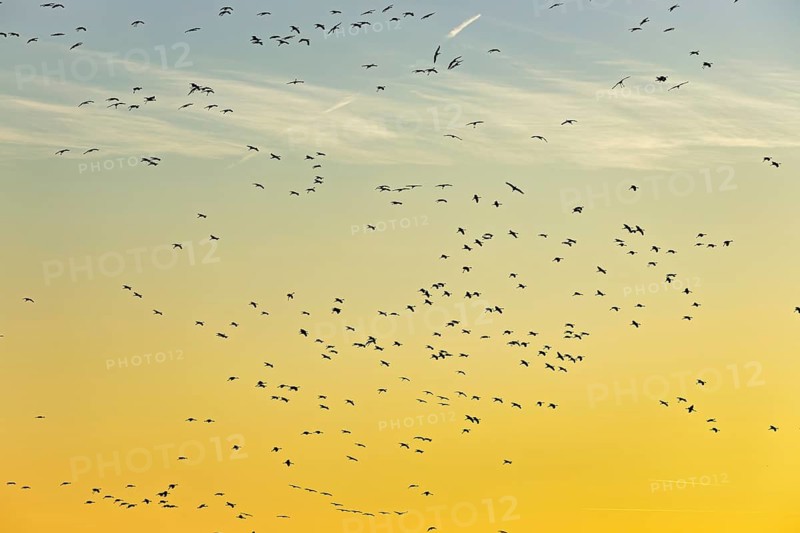 Many birds fly high in the sky at sunset, the scene looks calm and wide, The cranes in the evening at the Kelbra reservoir in Germany (Grus Grus)