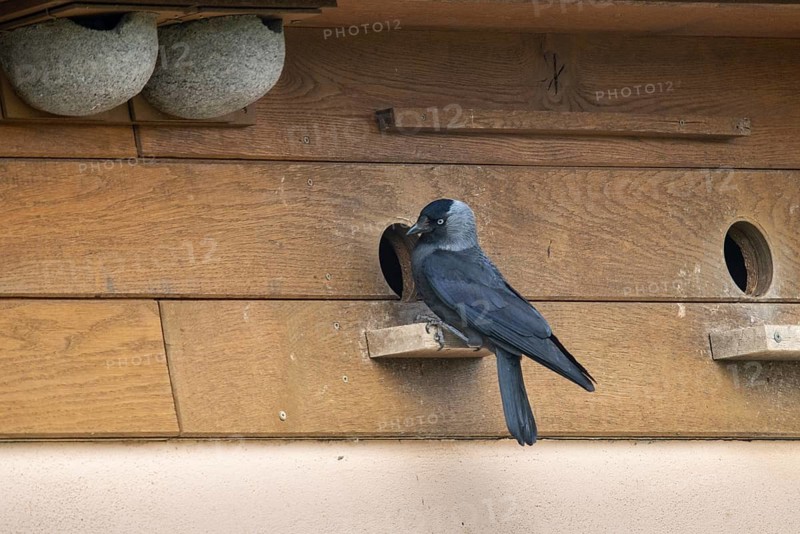 Corvus monedula, jackdaw, birds, brood cave, breeding ground, corvidae family of birds, nesting aid, passeri, corvids, songbirds, birds