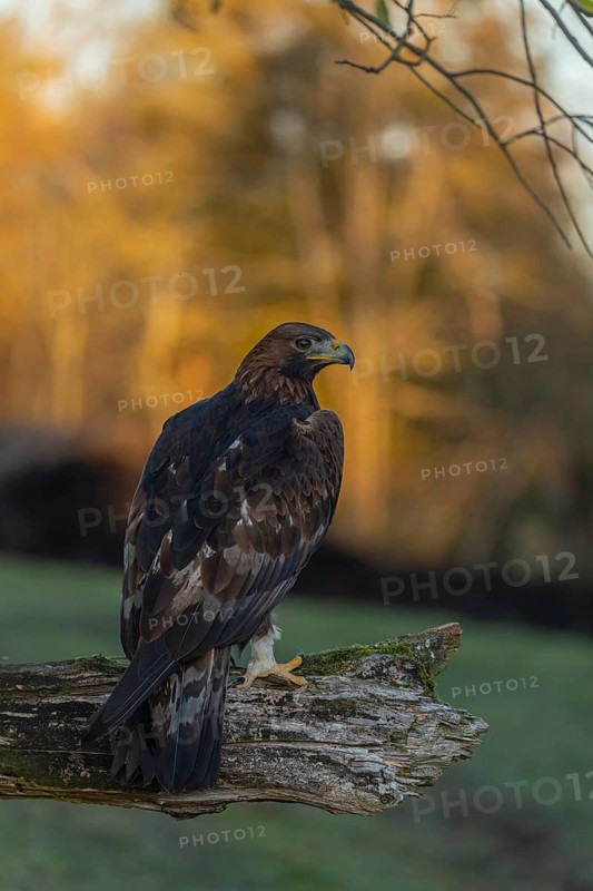 One golden eagle (Aquila chrysaetos) sitting on a broken and rotting log with fall foliage in the background