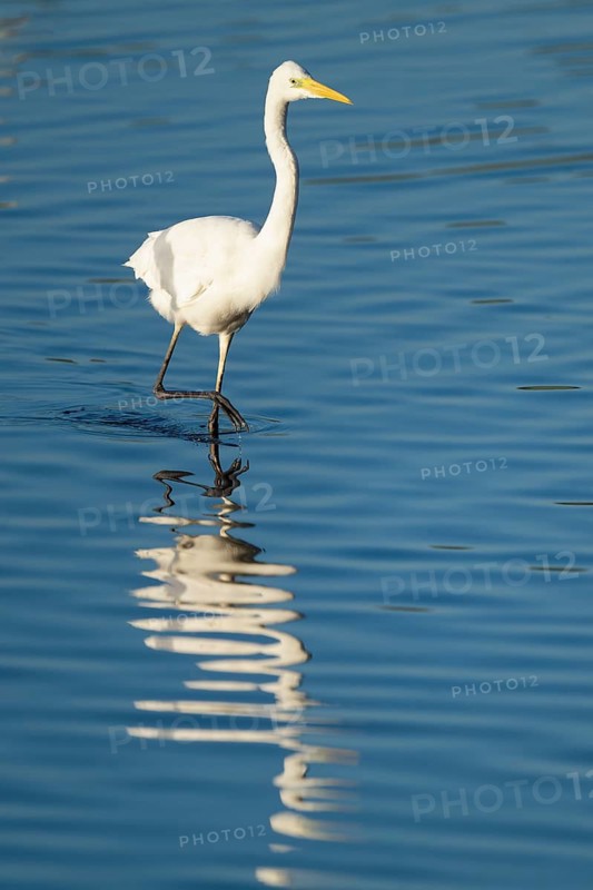 Great White Egret (Ardea alba) foraging in the shallow water zone of a lake, blue water, Lower Saxony, Germany