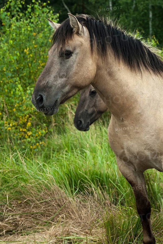 Am Swordstein, Equus Caballus sspec., Germany, odd-toed ungulates, perissodactyla, Tautenhain, Thuringia, habitat care, domesticated animals, pet, high size, portrait format, horses, landscape preservation, landscape conservation, mammals, horses, mammals, impairhoofs