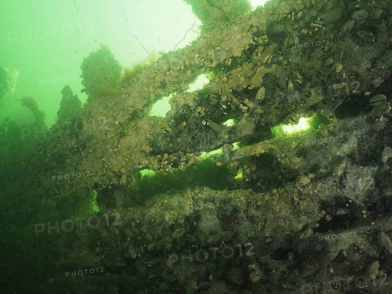 Close-up of a wreck overgrown with marine life and covered in mussels, Severn Wreck (Trubbnos) dive site, Konabbsfjärden, Nynäshamn, Stockholm, Sweden