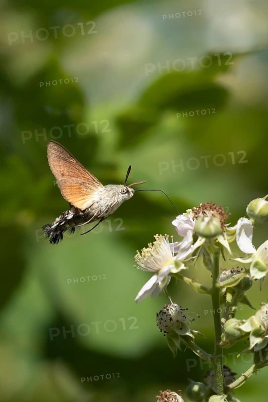 Hummingbird hawkmoth (Macroglossum stellatarum) adult moth insect in flight feeding on a Bramble flower in summer, England, United Kingdom