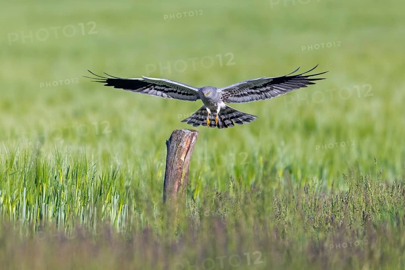 Montagu's harrier (Circus pygargus) adult male landing with open wings on wooden post in wheat field, cornfield in spring