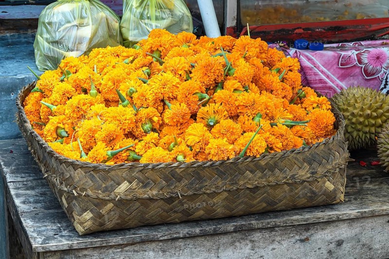 Balinese gold marigold, (Tagetes erecta), being sold for use in offerings, Sidemen, Karangasem, Bali, Indonesia