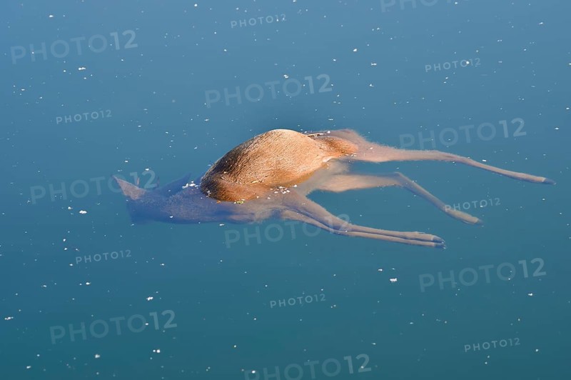 European roe deer (Capreolus capreolus), drowned roebuck floating in the water, death, North Rhine-Westphalia, Germany