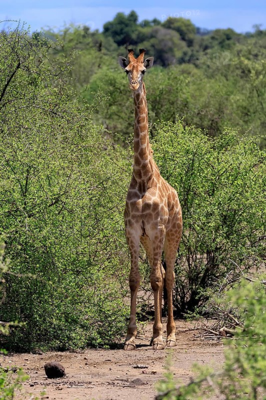 Giraffe (Giraffa camelopardalis giraffa), adult, alert, standing, Kruger National Park, Limpopo Province, South Africa