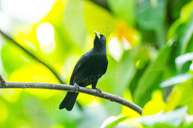 Yellow-rumped cacique (Cacicus cela) sitting on a branch, captive, distribution South America
