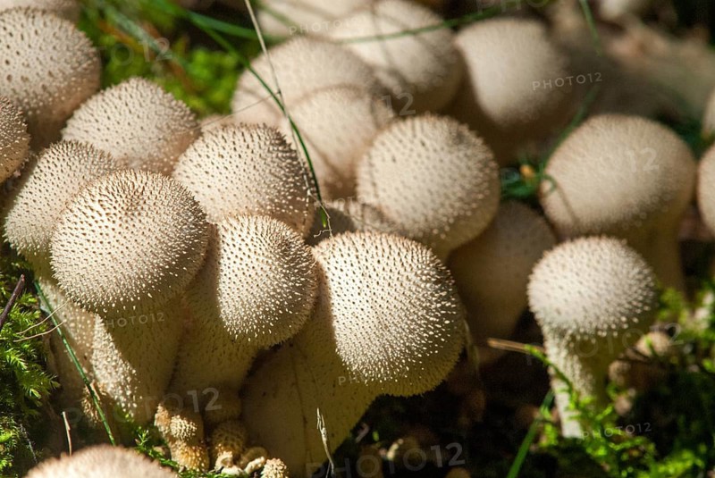 Bottle bovist, bottle dust, lycoperdone perlatum, dust, common puffball, devil's snuff box, fungi, fungus, gem-studded puffball, mushrooms, warted puffball
