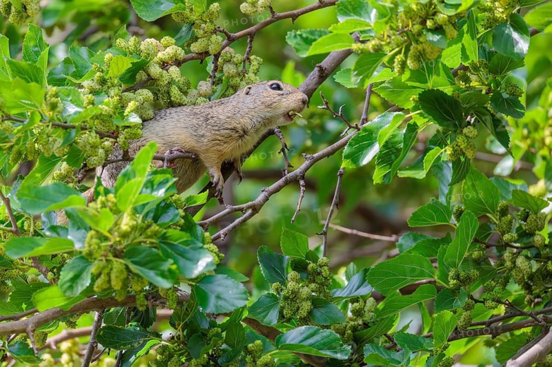 A fully grown ground squirrel (Spermophilus citellus) climbs a black mulberry tree (Morus nigra) (a rare sight) to reach the flowers. Austria