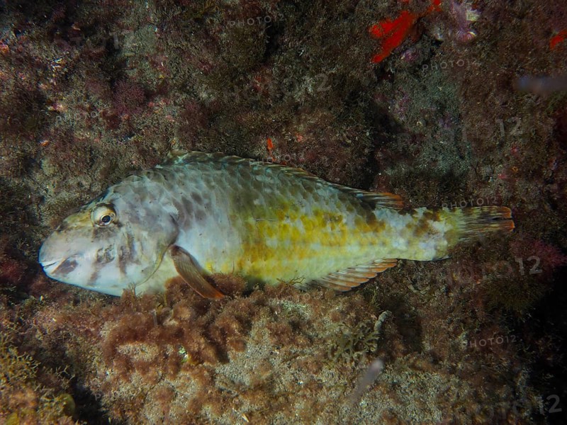 Mediterranean parrotfish (Sparisoma cretense) hidden amongst seaweed at night, dive site: El Cabron Marine Reserve, Arinaga, Gran Canaria, Spain, Europe, Atlantic Ocean