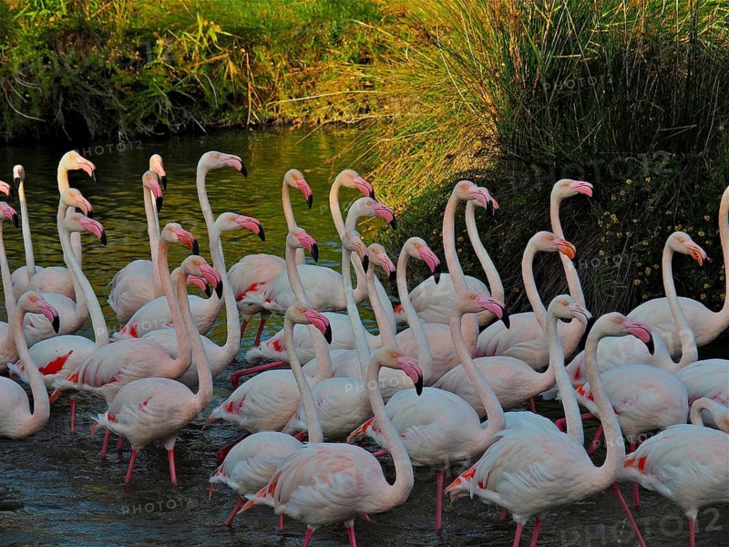 A large flock of flamingos, greater flamingos (Phoenicopterus roseus), stands huddled together in the water-rich riparian area of the Camargue, Provence, France