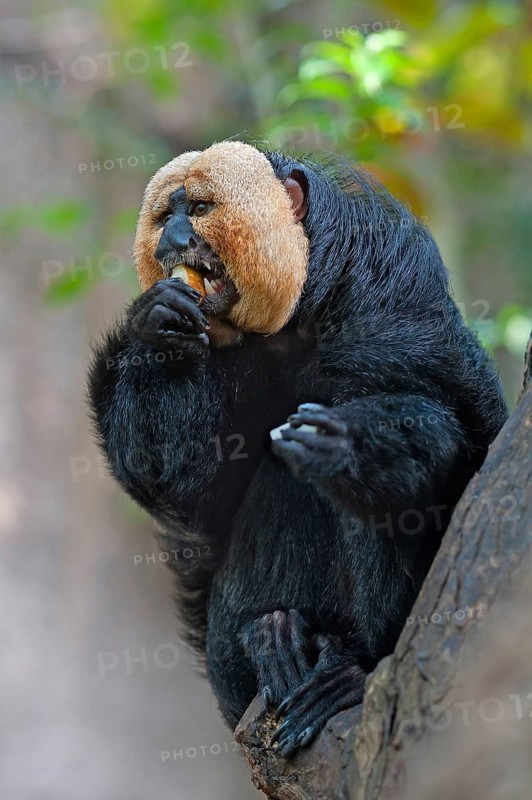 White-faced Saki (Pithecia pithecia) eating an apple, Tropical House, in captivity, Nuremberg Zoo, Middle Franconia, Bavaria, Germany