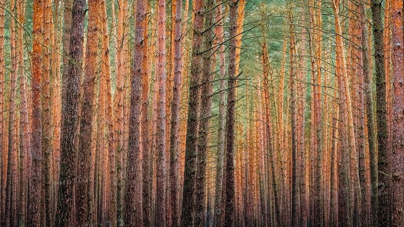 A dense pine forest, Nossentiner Schwinzer Heide nature park Park, Mecklenburg-Western Pomerania, Germany