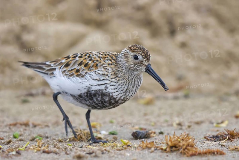 Dunlin (Calidris alpina) foraging, North Rhine-Westphalia, Germany