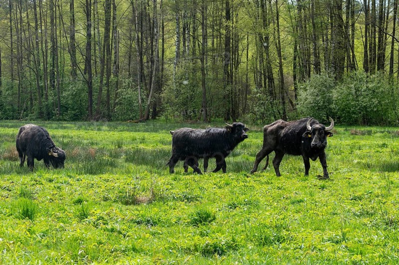 Artiodactyla, Bavaria, Bubalus Arnee, Even-töd Ungulate, Upper Palatinate, Paarhufer, Tirschenreuth, Waldnaab, Waldnaabaue, water buffalo, wild willows Waldnaabaue, domesticated animals, extensive grazing, pet, mammals, mammals