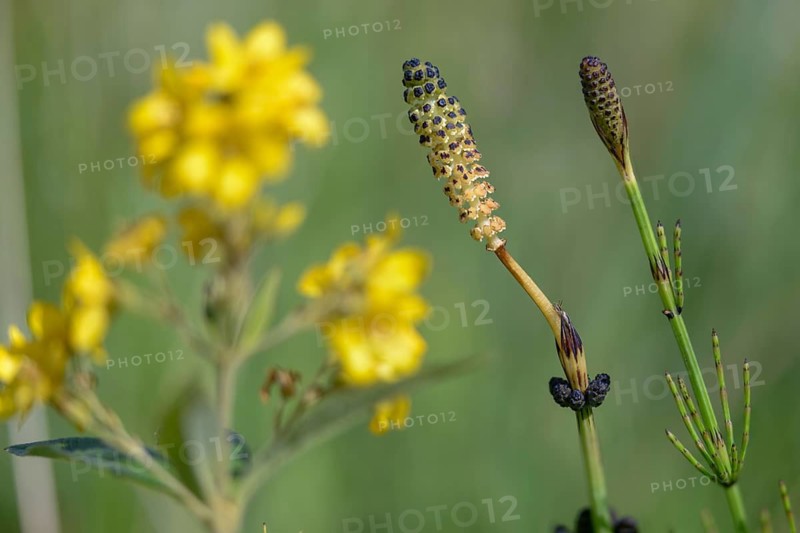 Duwock, Equisetum Palustre, Marsh Horsetail, Marsh Horsetail, Plants, Horsetail