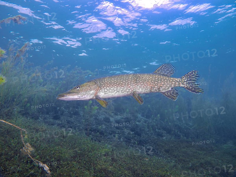A solitary pike (Esox lucius) swims calmly in the clear blue water, whilst the sun shines through the surface, Parkhaus Post dive site, Überlingen, Lake Constance, Germany