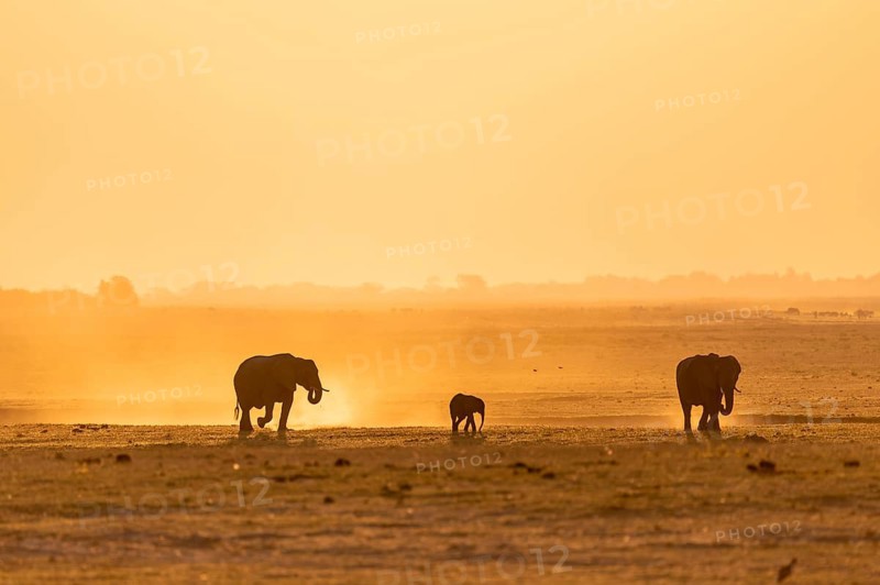 African elephant (Loxodonta africana), silhouette, sunset, atmospheric light, Ihaha, Chobe National Park National Park, Botswan