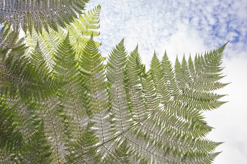 Daytime low-angle horizontal view looking up through the large fronds of a giant tree fern (Cyathea Alsophila) against a partly cloudy blue sky in a tropical rainforest. Venecia, San José, Costa Rica
