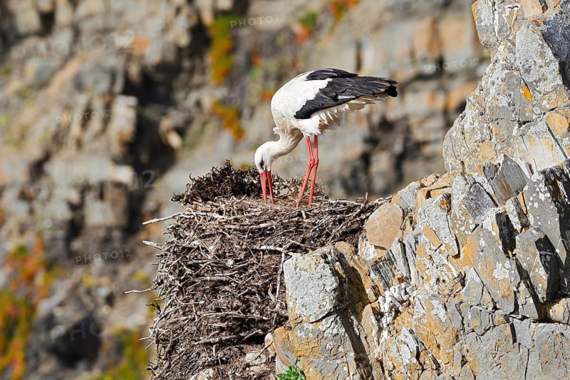 A white stork (Ciconia ciconia) stands on a nest on the rocky coast, Parque Natural do Sudoeste Alentejano e Costa Vicentina, Alentejo, Portugal