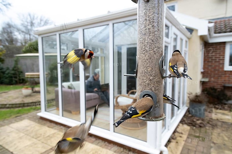 European goldfinch (Carduelis carduelis) adult birds on a garden bird seed feeder with a person sitting in a house conservatory in the background, Suffolk, England, United Kingdom