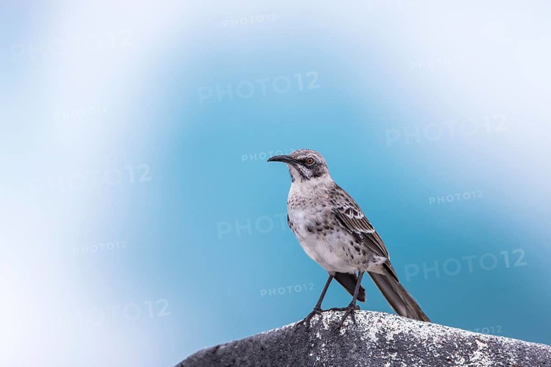 Hood Mockingbird (Mimus macdonaldi), Galapagos, Ecuador