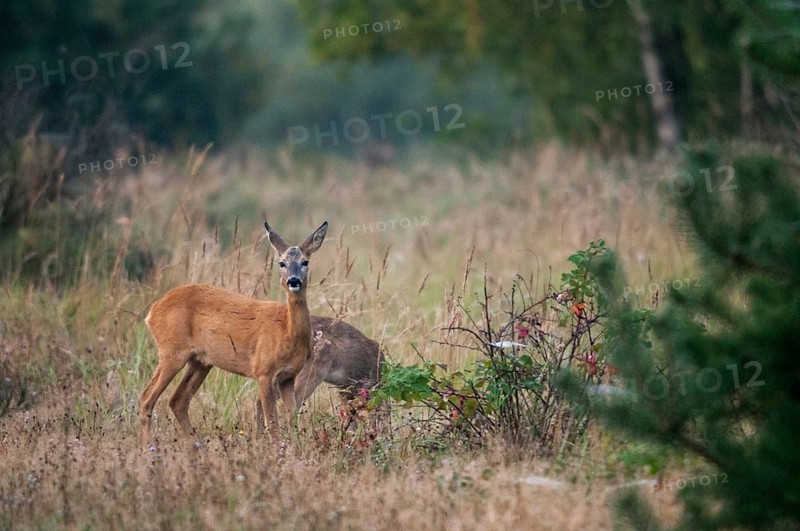 Artiodactyla, Brandenburg, Capreolus Capreolus, Even-Toed Ungulate, Germany, national natural heritage, natural paradise Grünhaus, cloven-hoofed deer, roe deer, post-mining landscape, green house, mammals, mammals