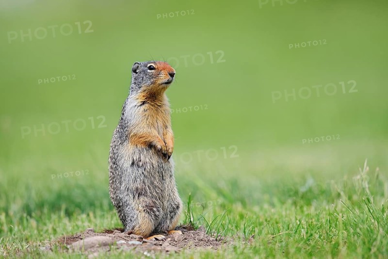 Columbian ground squirrel (Urocitellus columbianus, Spermophilus columbianus), Waterton Lakes National Park, Alberta, Canada