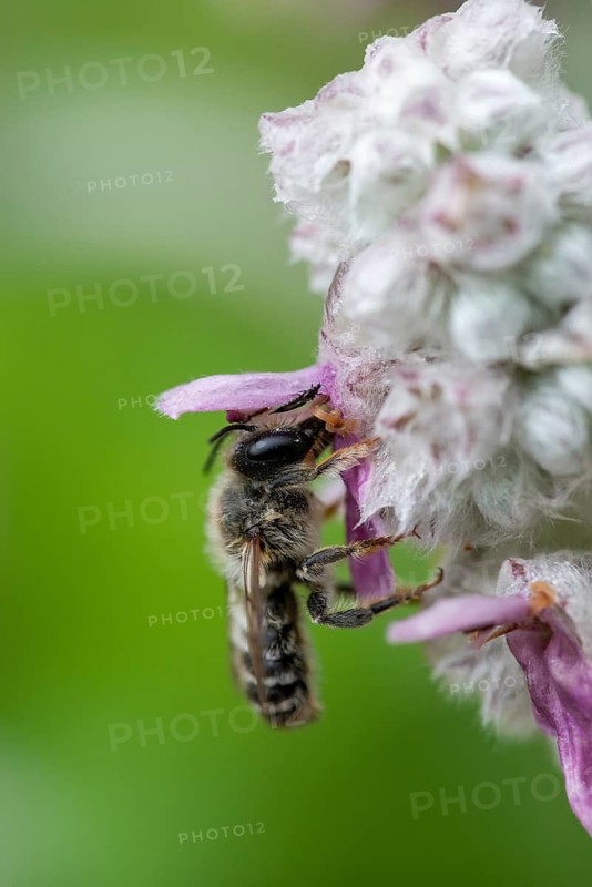 Leafcutter bee, brown-footed leafcutter, colorful leafcutter bee, hymenoptera, megachile versicolor, megachilidae, different color leafcutter bee, high size, portrait format, insects, wild bees