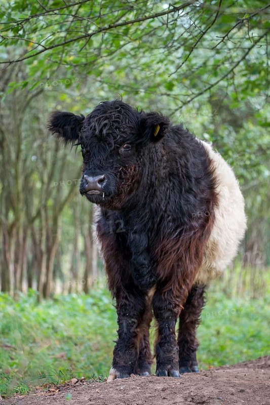 Artiodactyla, belted galloway, belties, bos taurus sspec.5, cattle, even-toed ungulate, galloway cattle, cloven-hoofed, domesticated animals, pet, high size, portrait format, mammals, cattle, mammals