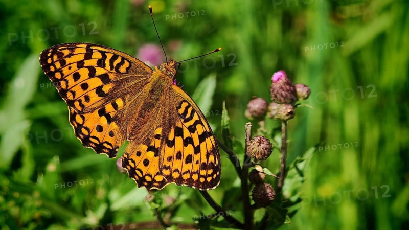 Butterfly, large pearl-spotted fritillary (Argynnis aglaja), close-up with vividly patterned wings in a meadow flower in a green setting, bokeh background, Rennsteig, Frankenwald nature park Park, Upper Franconia