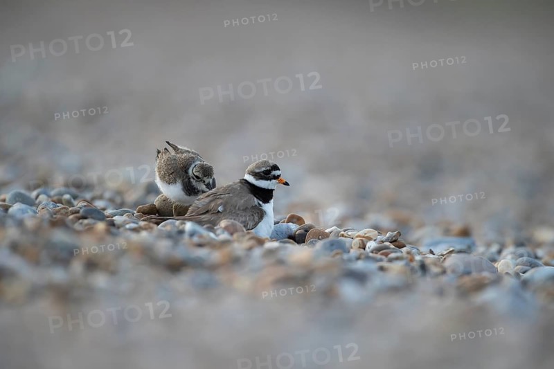 Ringed plover (Charadrius hiaticula) adult parent wader and juvenile baby bird on a shingle beach in summer, England, United Kingdom