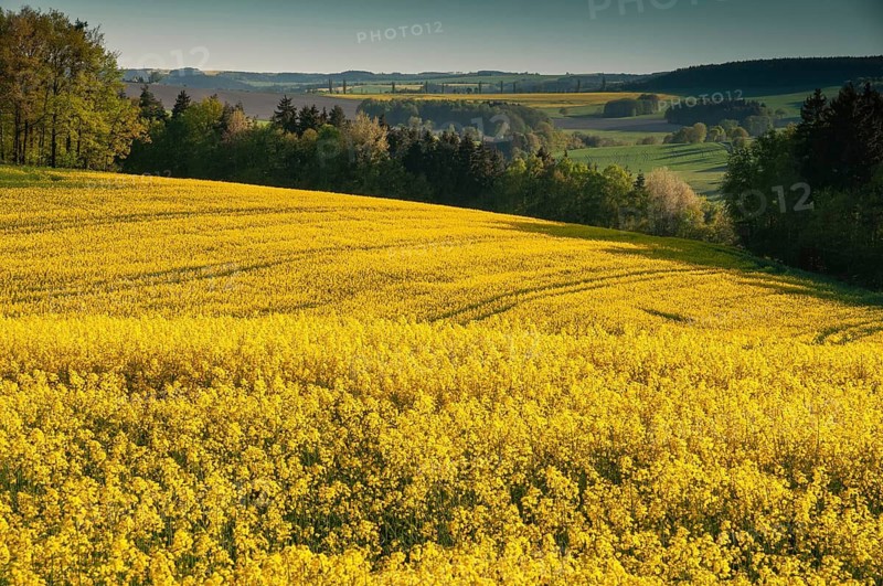 Germany, Greiz, Thuringia, Thuringia, cultivated landscape, spring, cultural landscape, landscape, spring, Vogtland