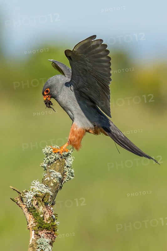Red-Footed Falcon (Falco vespertinus), adult male landing on a branch, Galicia, Spain