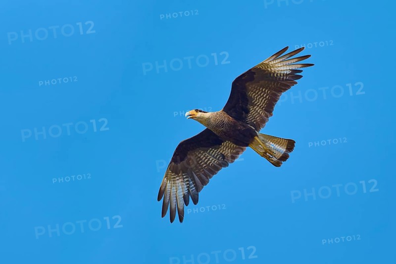 A caracara soars majestically through the clear blue sky with its wings outstretched: the crested caracara (Caracara plancus), Pantanal, Mato Grosso, Brazil